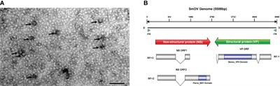 Identification of a Novel Densovirus in Aphid, and Uncovering the Possible Antiviral Process During Its Infection